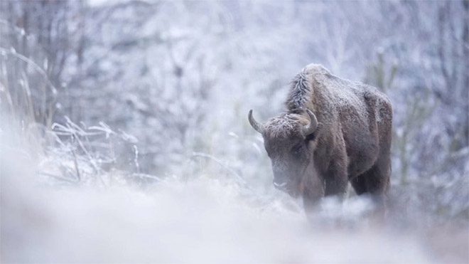 Michel d’Oultremont fotoğraf