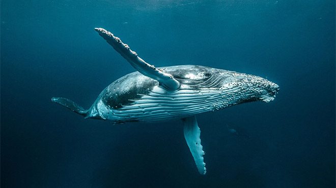 2018 Hasselblad Masters Awards