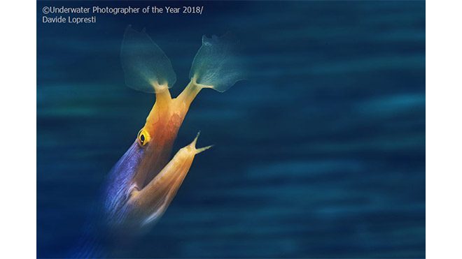 2018 Yılın Sualtı Fotoğrafçısı