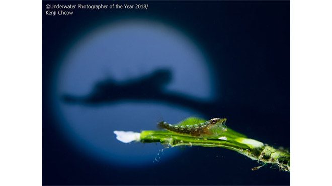 2018 Yılın Sualtı Fotoğrafçısı