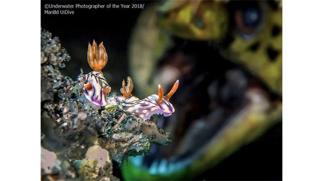 2018 Yılın Sualtı Fotoğrafçısı