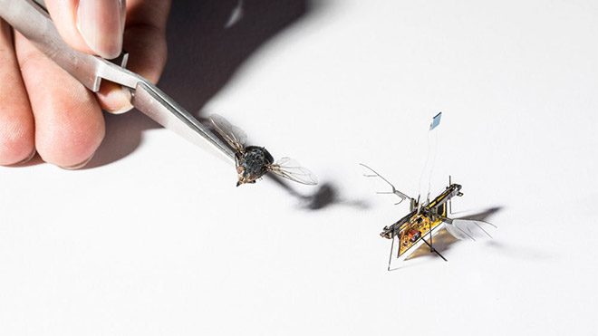 RoboFly RoboBee