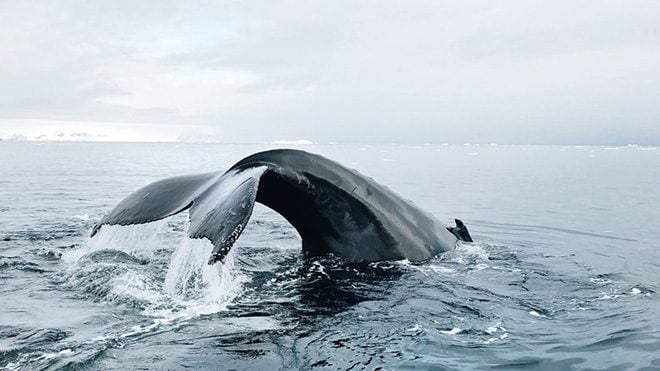 John Bozinov tarafından çekildi
