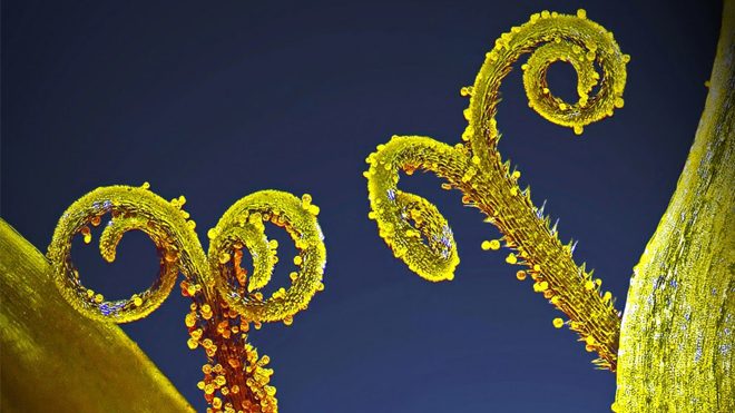 Photomicrography Competition, makro fotoğraf, makro fotoğraf yarışması