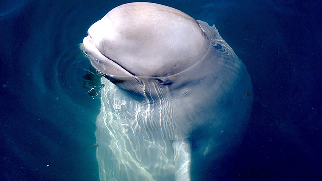 beyaz balina beluga balinası