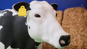 Turkcell akıllı küpe