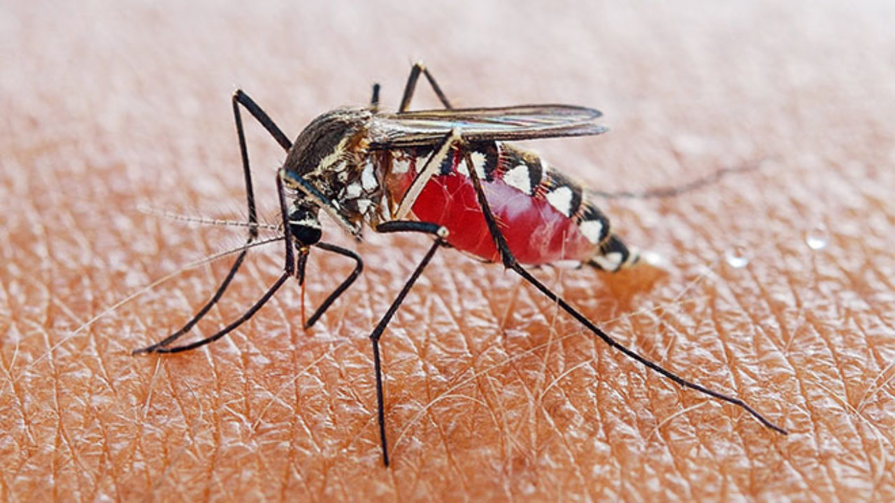 Sivrisinek neden bazı insanları daha çok seviyor? - LOG