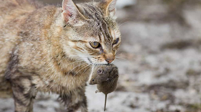 kedi kapısı