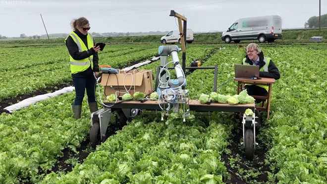 sebze toplama robotu