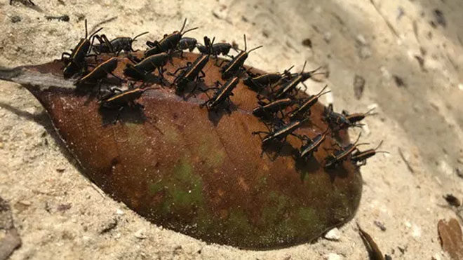 Yapay zeka bir yaprak üzerindeki böcekleri “gemi enkazı” olarak yanlış tanımlandı.