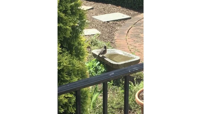 Yapay zeka görselde bir "güneş saati" gösterildiğini düşündü.