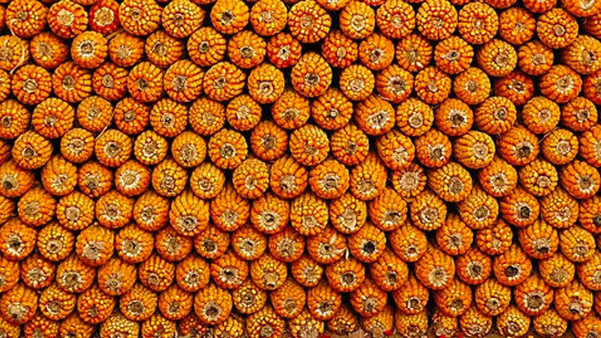 Algoritma mısır koçanlarını uğur böceği olarak tanımladı.