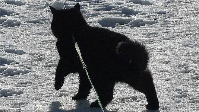 Algoritma ilginç bir tahminle siyah kediyi "bir ayı" olarak tanımladı.
