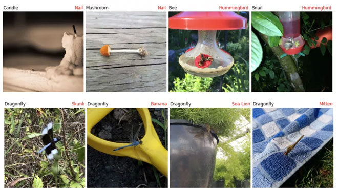 Yapay zeka algoritmasının yanlış tanımladığı diğer görseller