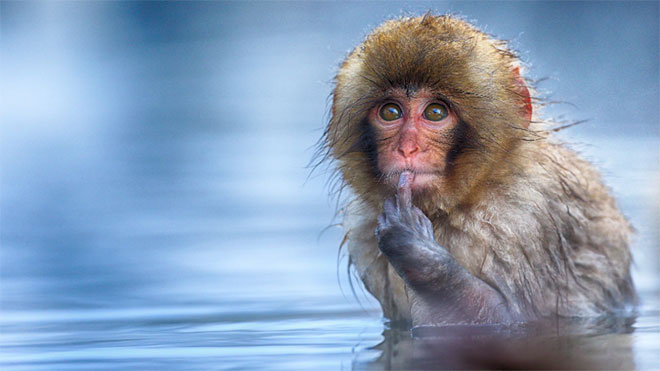 Yılın en eğlenceli ve komik doğa fotoğrafları bir kez daha 2019 Comedy Wildlife Photography Awards ile karşımıza çıktı