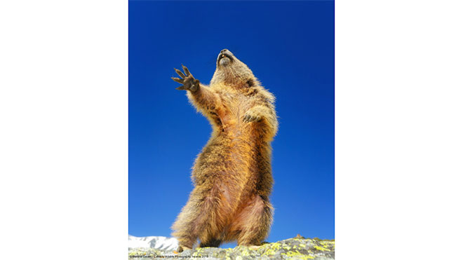 Yılın en eğlenceli ve komik doğa fotoğrafları bir kez daha 2019 Comedy Wildlife Photography Awards ile karşımıza çıktı