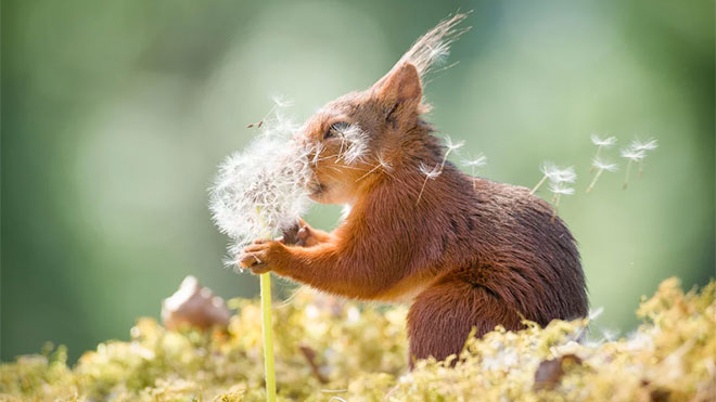 Yılın en eğlenceli ve komik doğa fotoğrafları bir kez daha 2019 Comedy Wildlife Photography Awards ile karşımıza çıktı