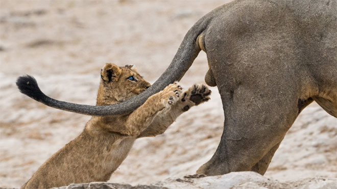 Yılın en eğlenceli ve komik doğa fotoğrafları bir kez daha 2019 Comedy Wildlife Photography Awards ile karşımıza çıktı