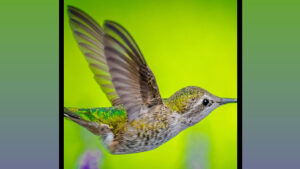 Samsung Galaxy Fold 2