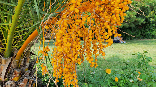 Samsung Galaxy Z Fold 4