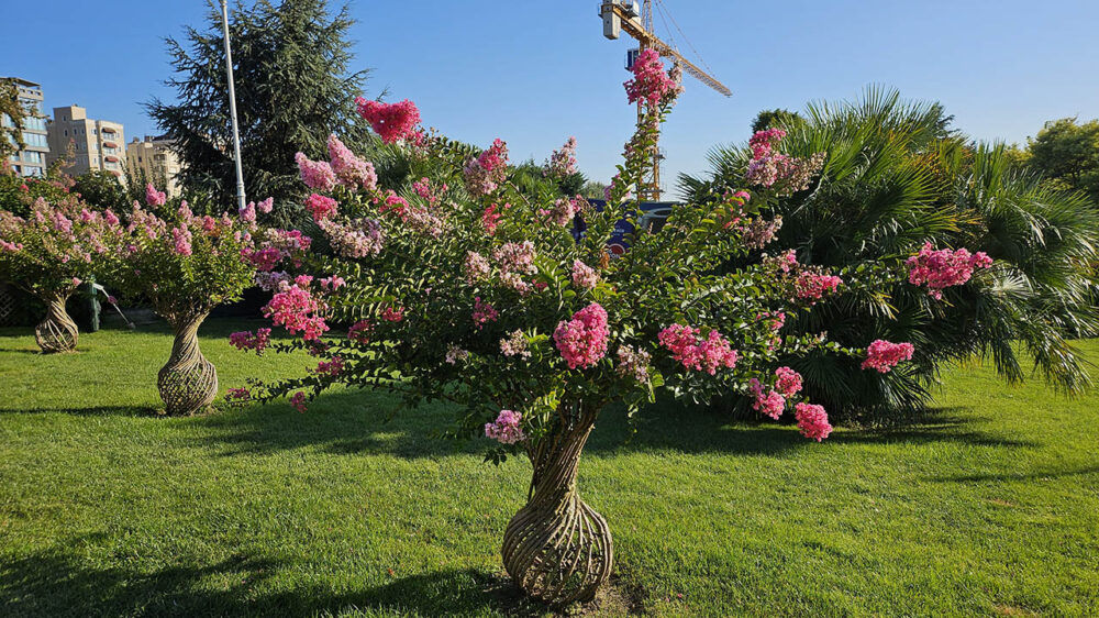 Samsung Galaxy Z Flip 5