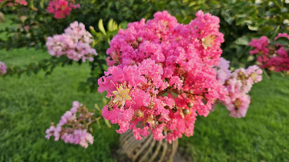 Samsung Galaxy Z Flip 5