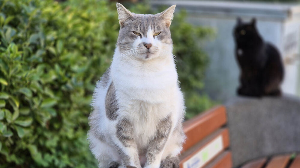 Samsung Galaxy S24 Plus