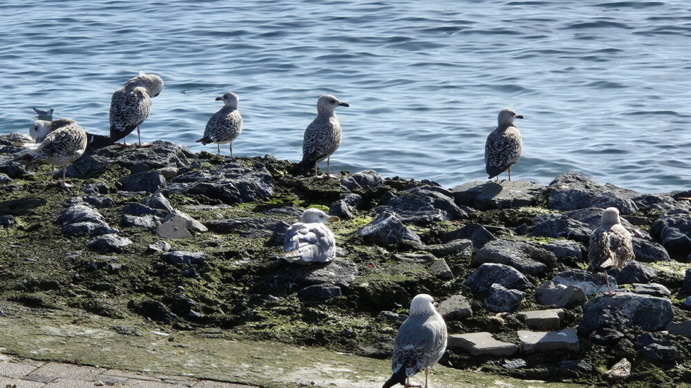 Samsung Galaxy S24 Plus