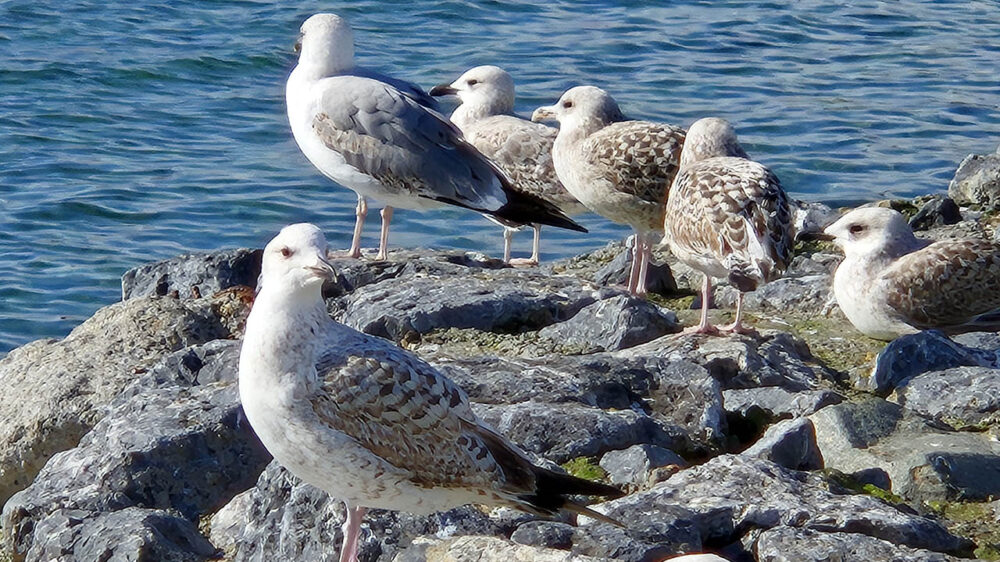 Samsung Galaxy S24 Plus