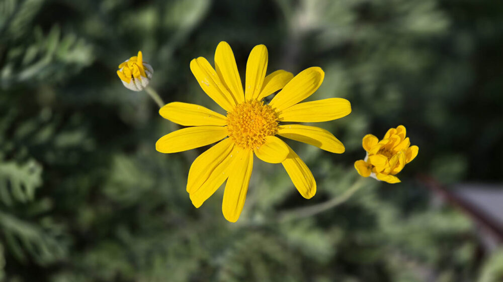 Samsung Galaxy S24 Plus