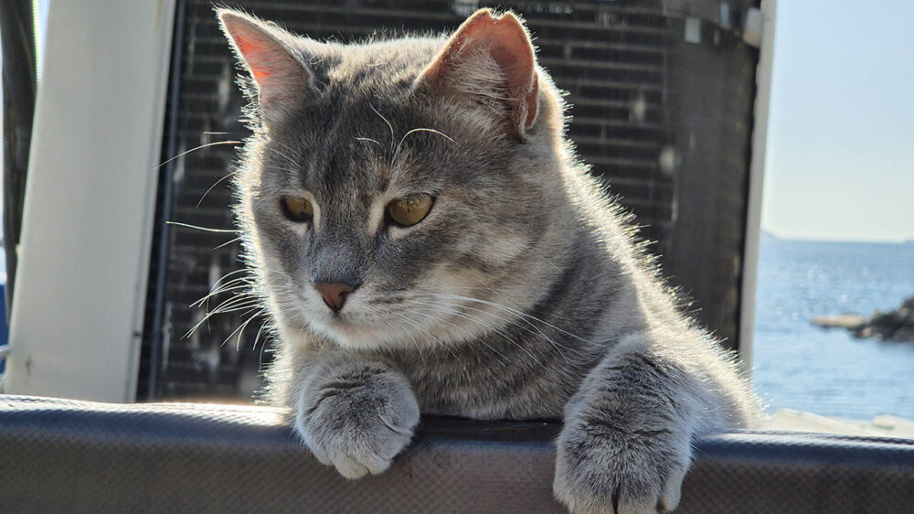 Samsung Galaxy S24 Plus