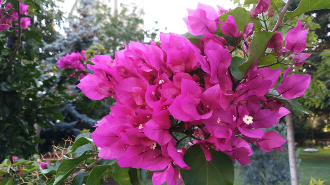 General Mobile Era 50