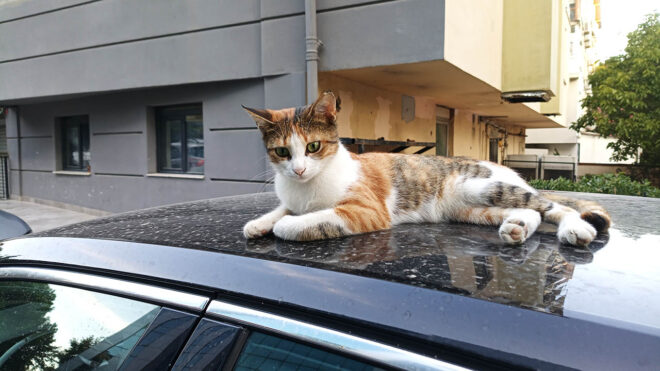 General Mobile Era 50