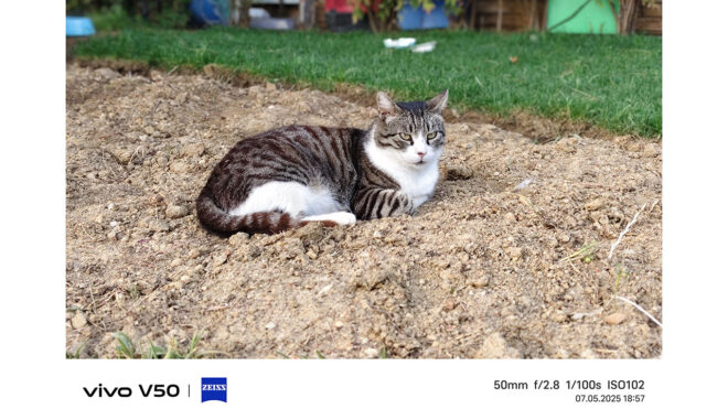vivo V50