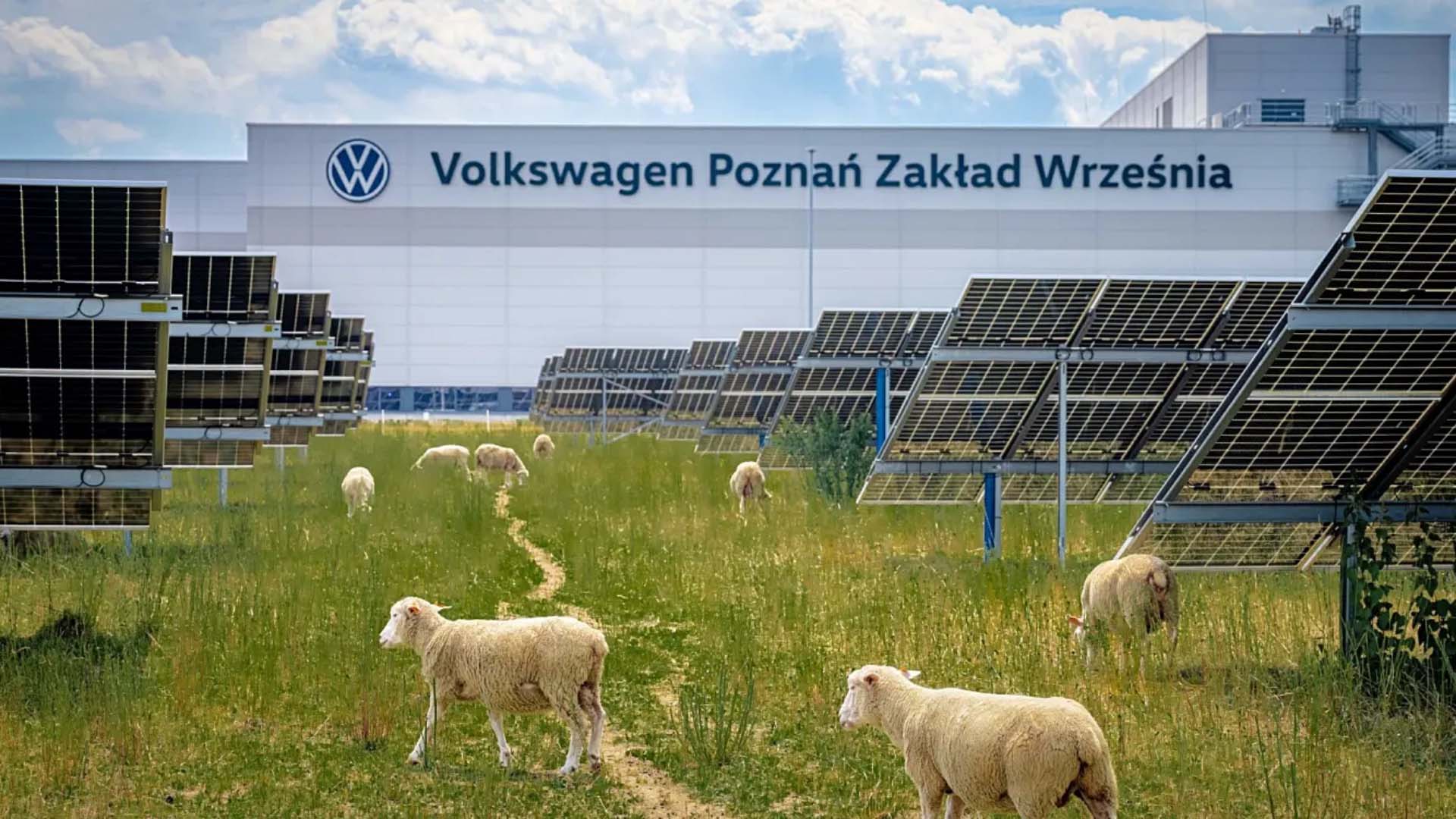 Volkswagen, Polonya fabrikasına 100 koyun konumlandırdı